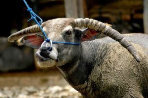 Tedong Tekken Langi' - Kerbau Toraja Tedong Tekken Langi' - Kerbau Toraja