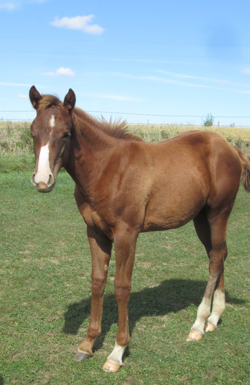 Windy Creek Quarter Horses Smokey and Shaqs filly