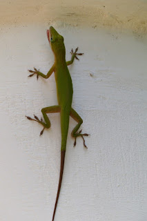 Lézard vert de Cuba Lézard vert de Cuba