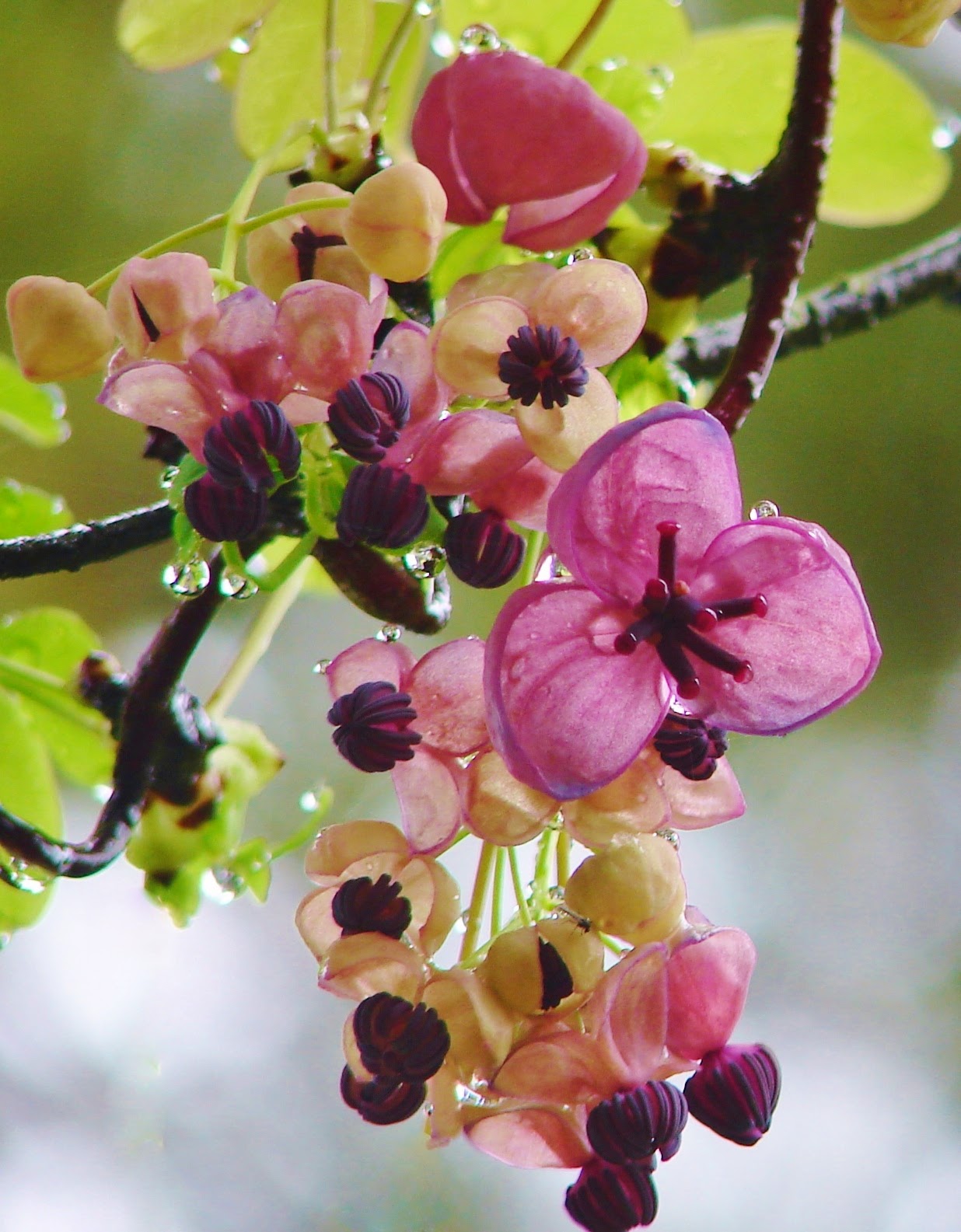BREATHTAKING Chocolate Vine