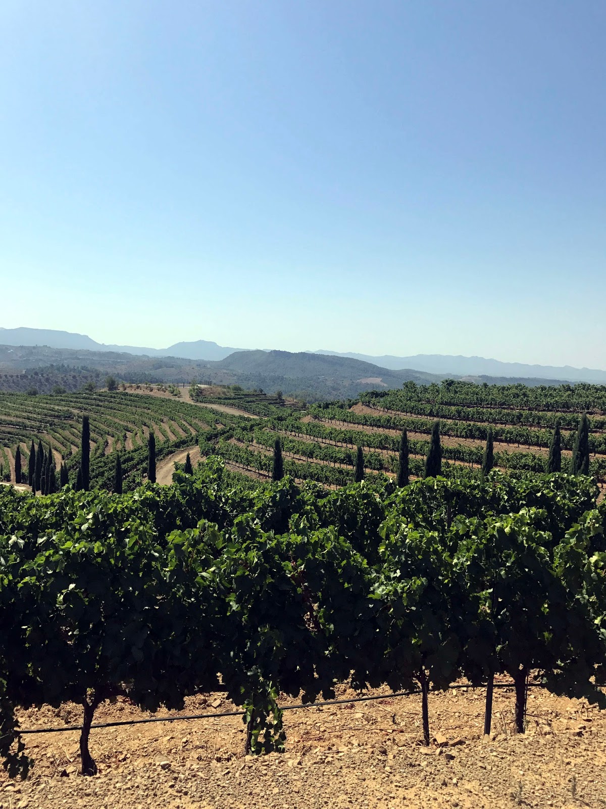 Stitch & Bear - Torres Priorat - Vineyards at El Lloar