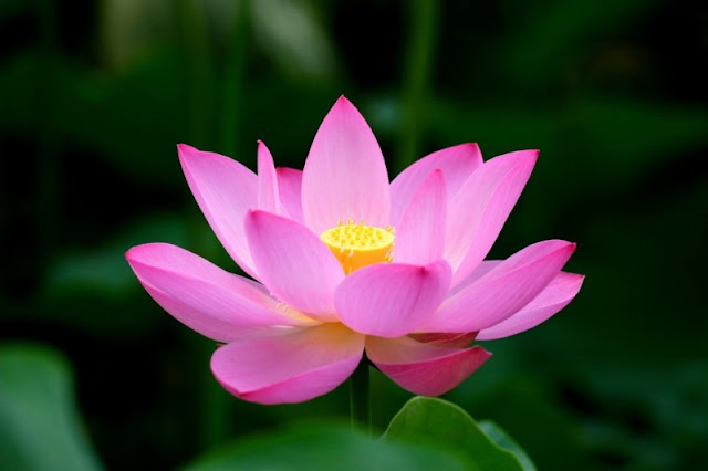 bông sen