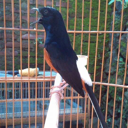 Burung Murai Batu - Hal yang Menyebabkan Stres Burung Murai Batu Saat Mabung - Penangkaran Burung Murai Batu