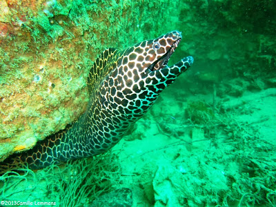 Honeycomb moray eel