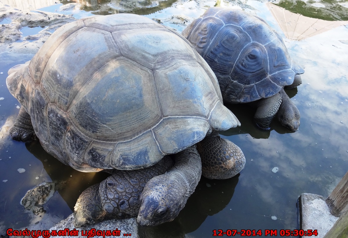smartsvn vs tortoise smartsvn vs tortoise