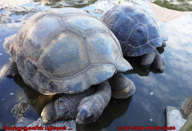 Galapagos and Aldabra giant tortoise
