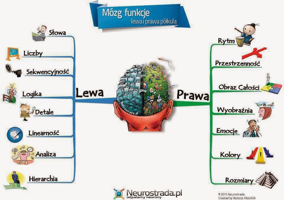 Lewa Półkula Mózgu Dominuje U Osób Które Mózgowa organizacja funkcji językowych