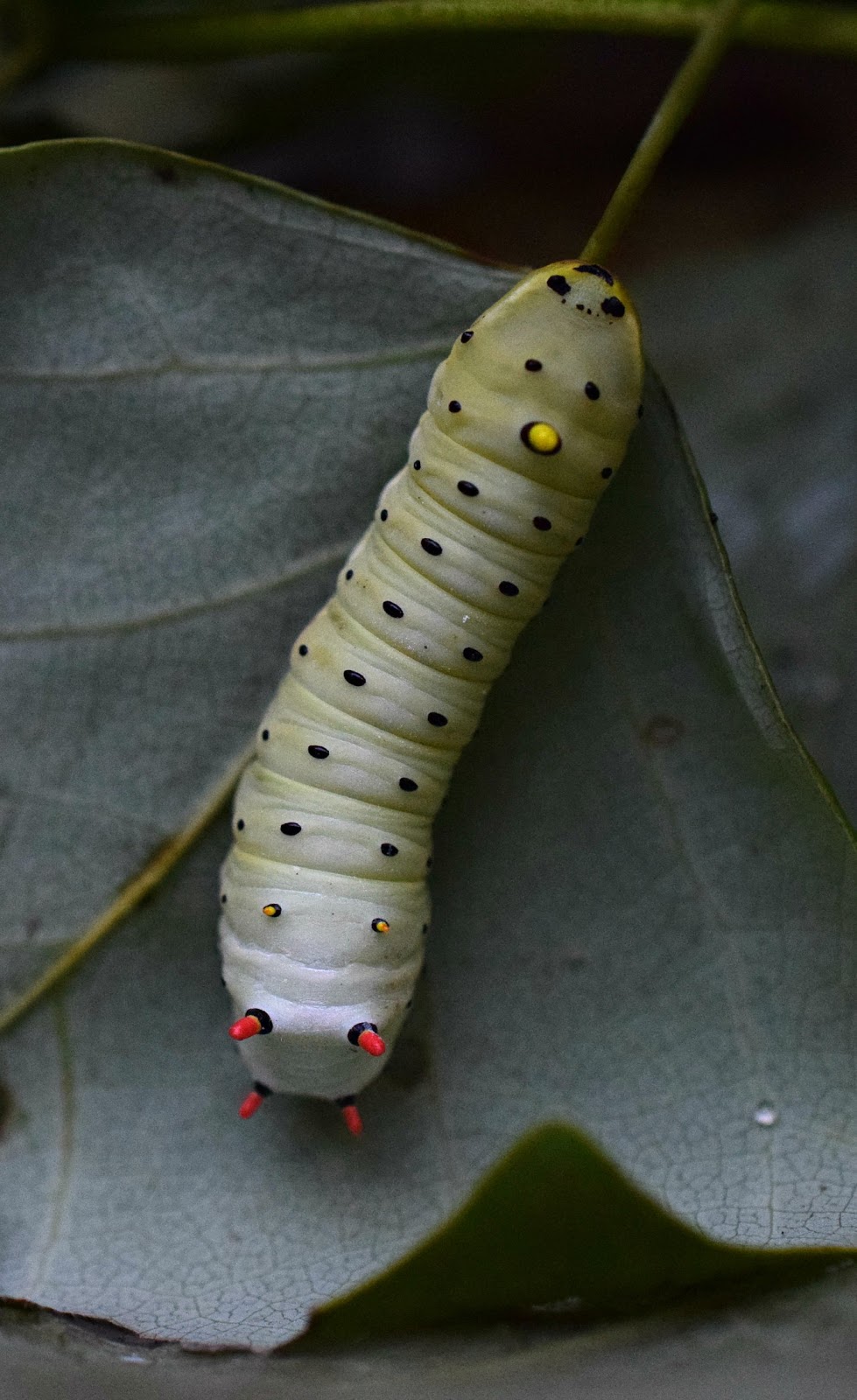 Using Native Plants Caterpillar Tales 2