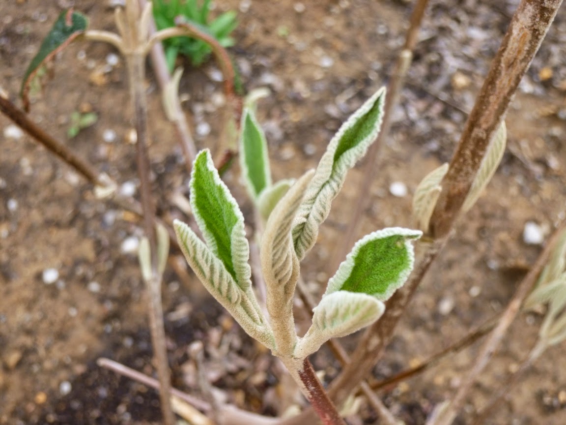 Fresh new fuzzy foliage unfurls on an Alleghany Viburnum (Viburnum x rhytidophylloides) 