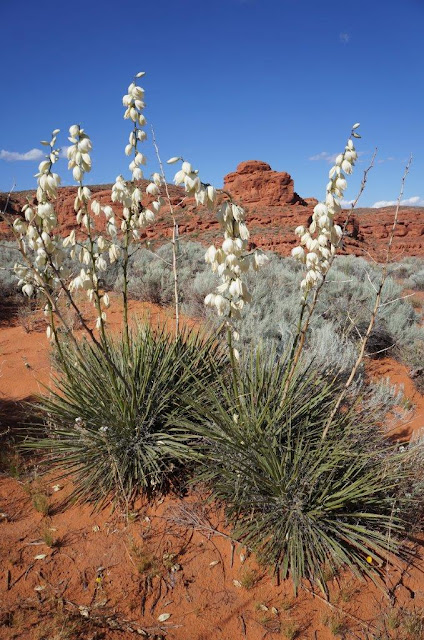 Yucca Blooming in Red Cliffs National Conservation Area, Utah.