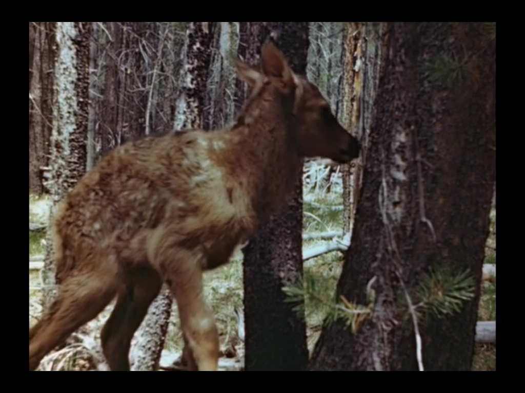 Disney Film Project: The Olympic Elk