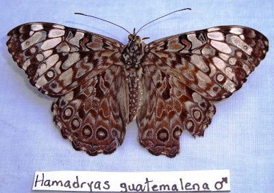 Hamadryas guatemalena Nicaragua