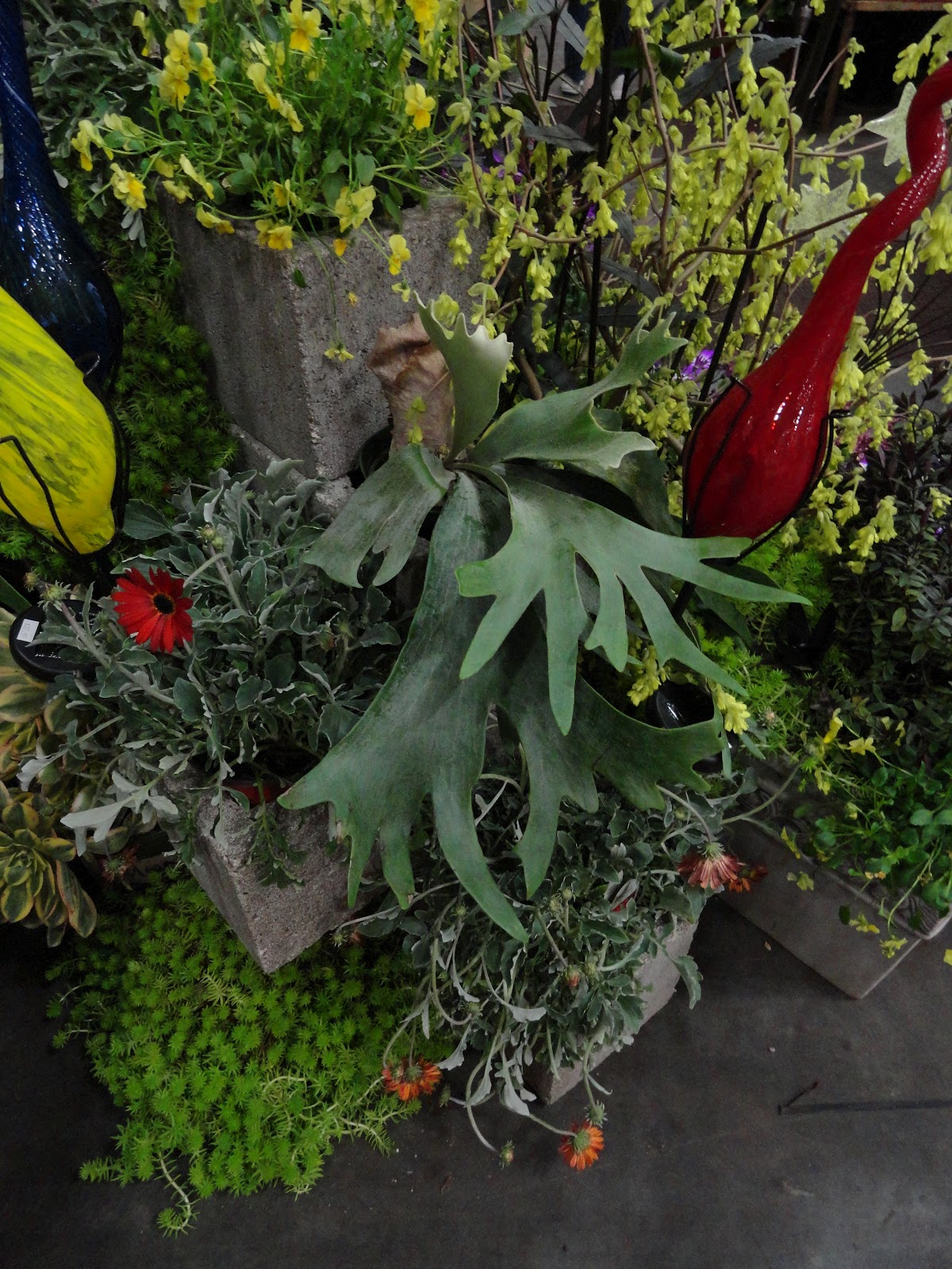 paradis express Danger Garden at the Portland Garden show