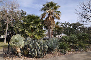 Cactus Garden Large cactus garden with a palm tree