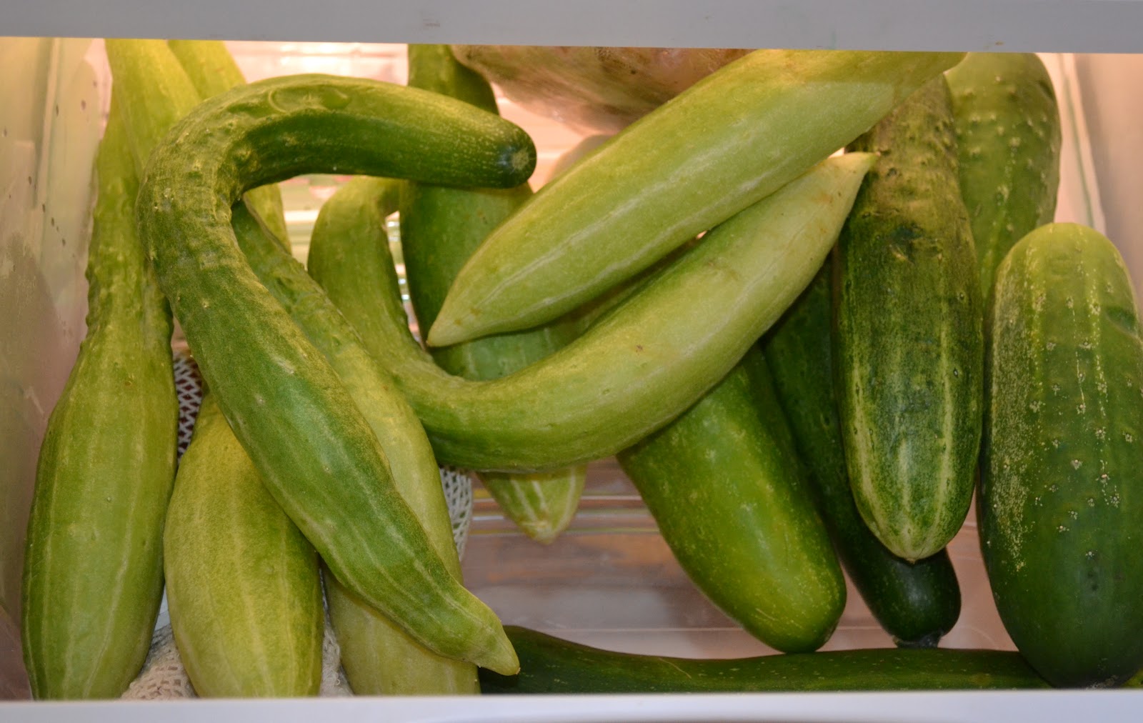Growing Days Invasion of the Giant Cucumbers.