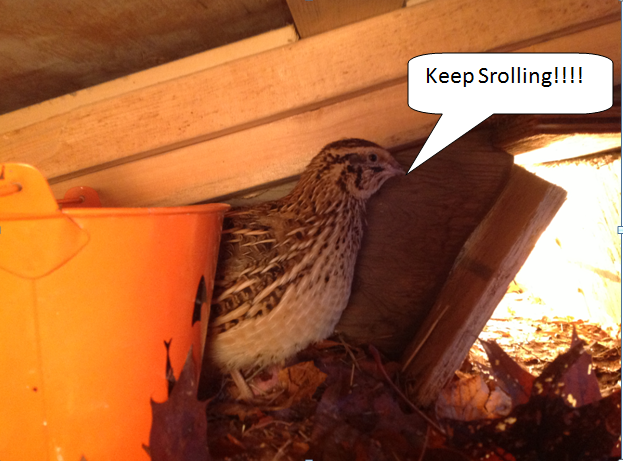 i love my quail: Are you a quail lover? Take this quirky quail quiz to