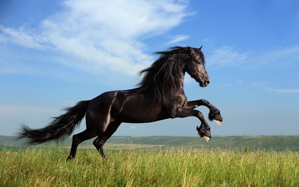 Black Horse Images for Mobile