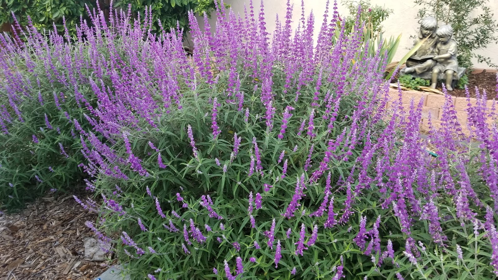 The 2 Minute Gardener Photo Mexican Bush Sage (Salvia leucantha)