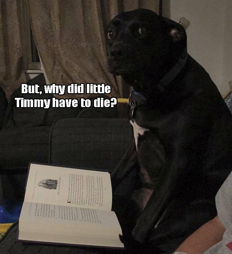 30 Funny animal captions - part 49, funny cations of animals, best animal meme, funny caption pictures