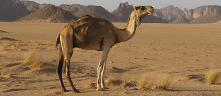 اجمل صور الابل الجمال Camel2