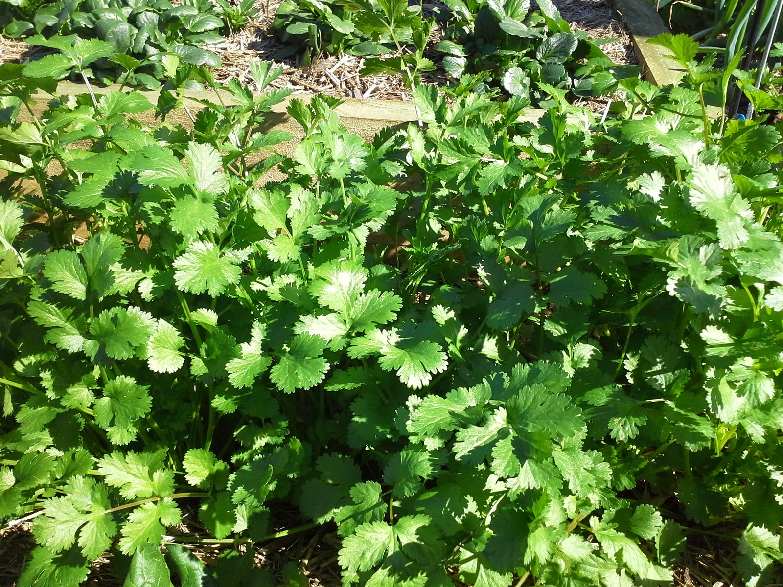 Hunter Backyard Veggie Growers How to stop your Coriander from bolting