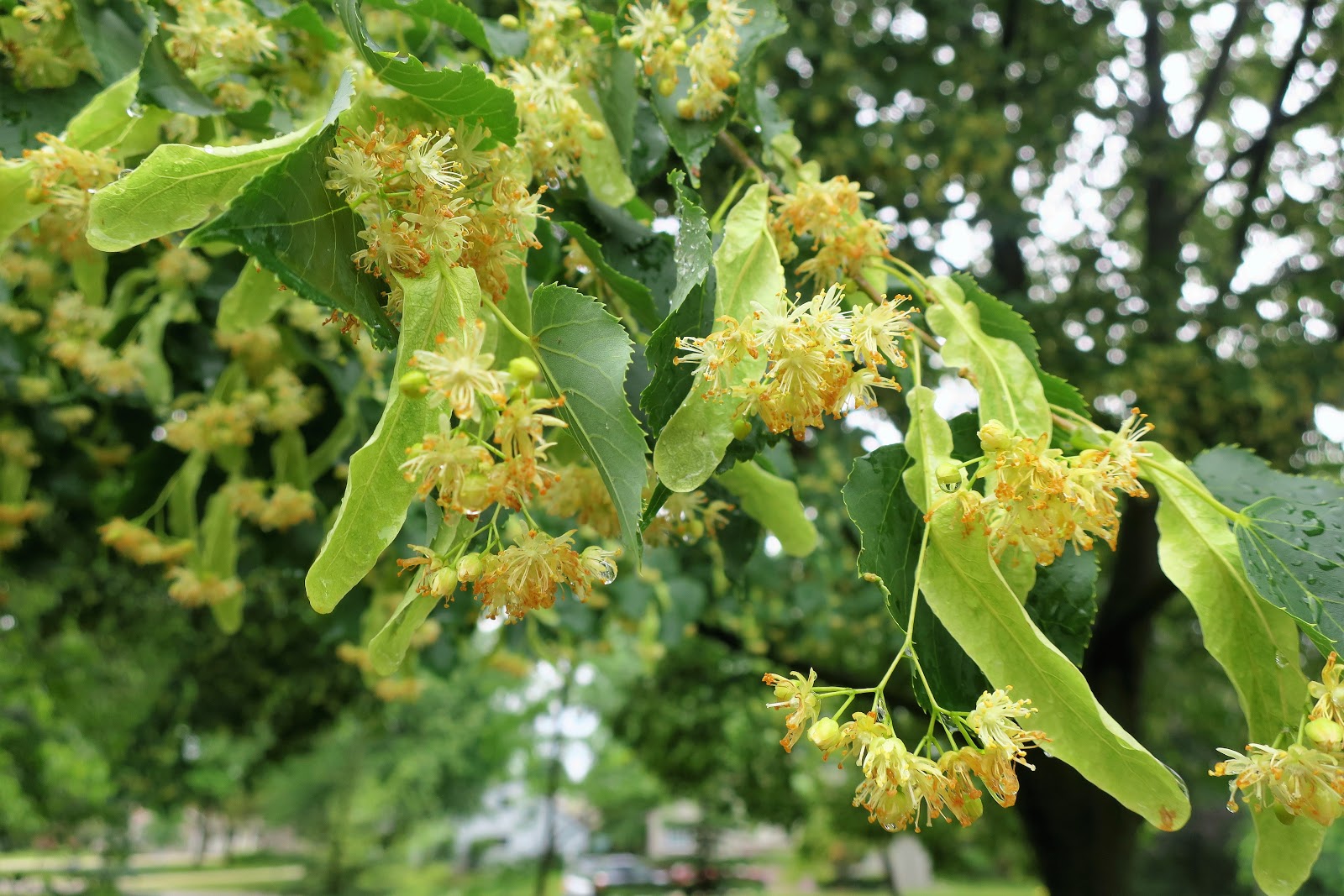 My Life in Retirement Little Leaf Linden Ah the Sweet Smell of Summer