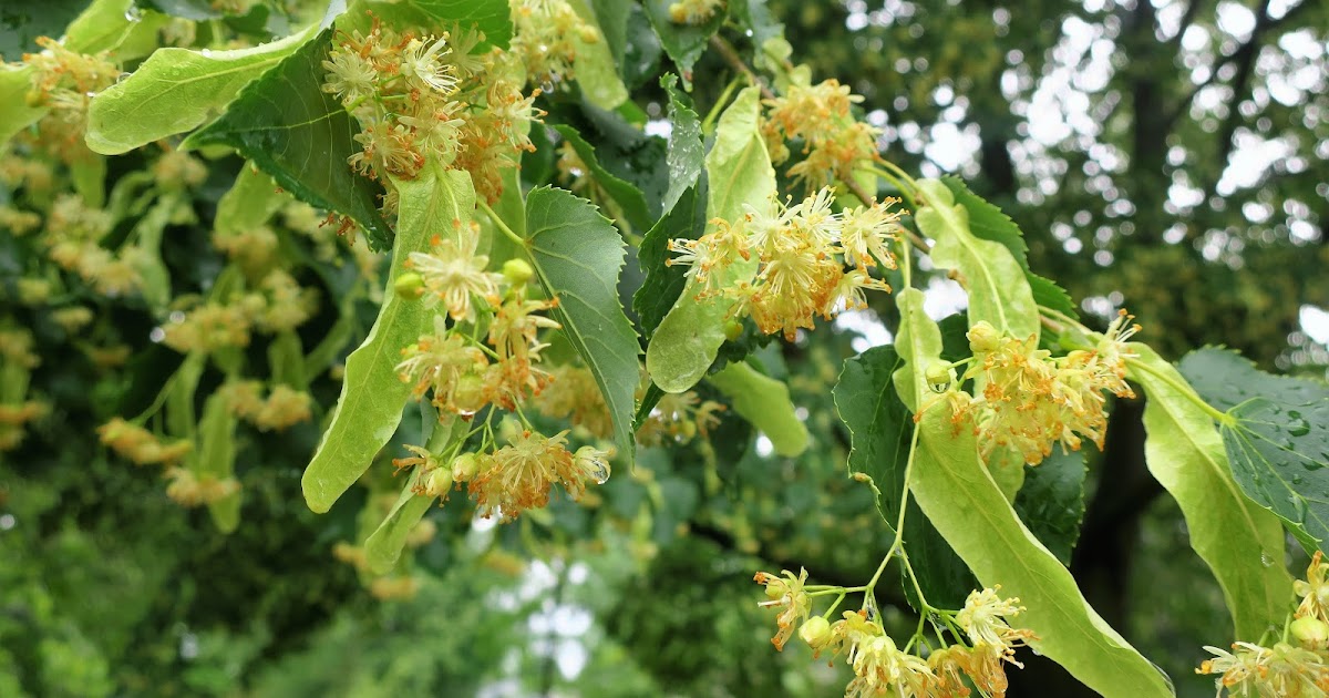 My Life in Retirement Little Leaf Linden Ah the Sweet Smell of Summer