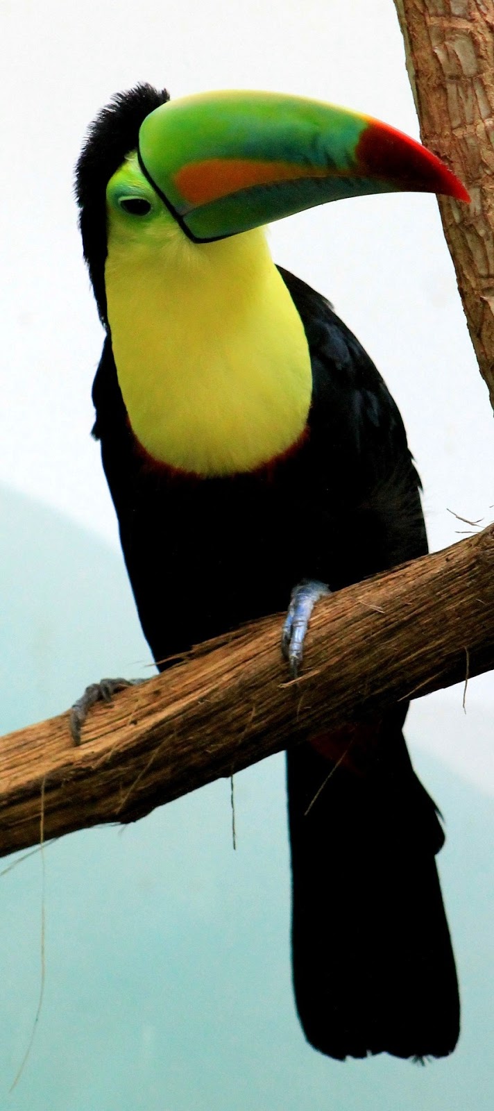 Picture of a colorful toucan.