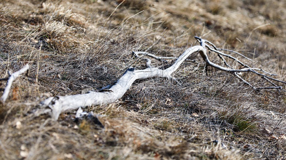 Dying tree self pruning by dropping entire branches