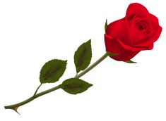 red rose images