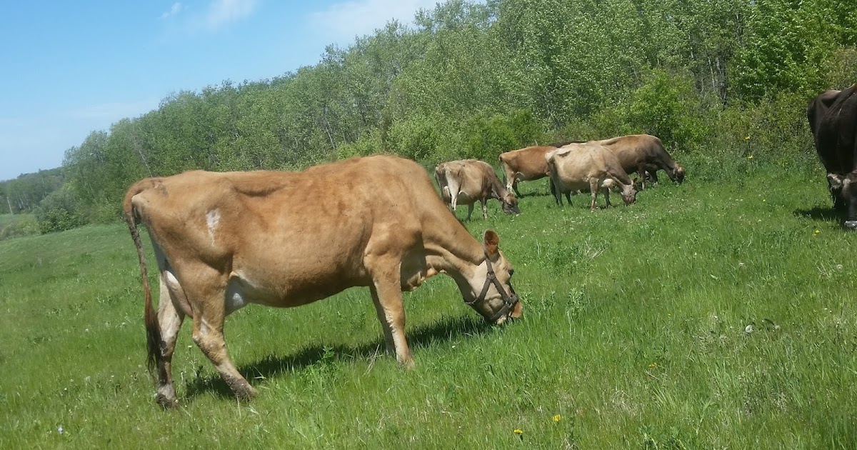 Peter's Blog How to Move A Cow