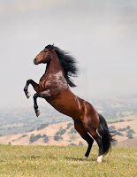 Ön ayaklarını kaldırarak şaha kalkmış kahverengi bir at