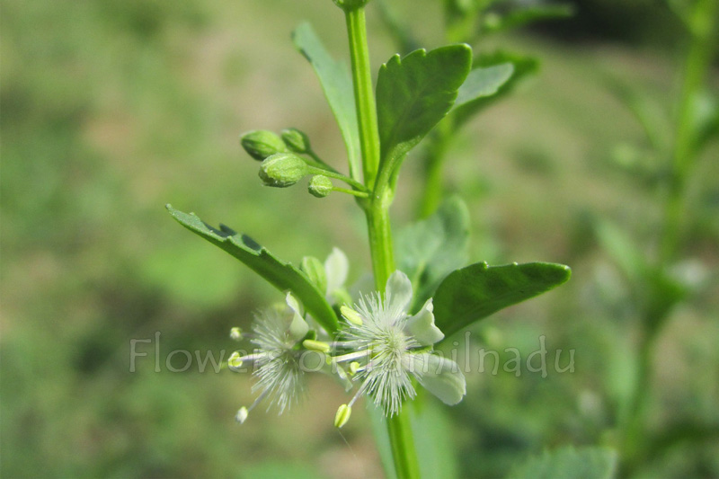 Scoparia dulcis Sweet broom weed Flowers of Tamilnadu