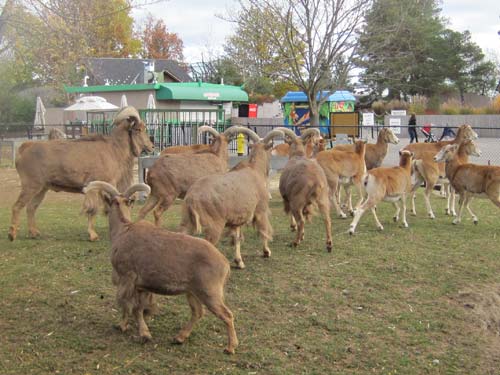 Barbary Sheep Barbary Sheep