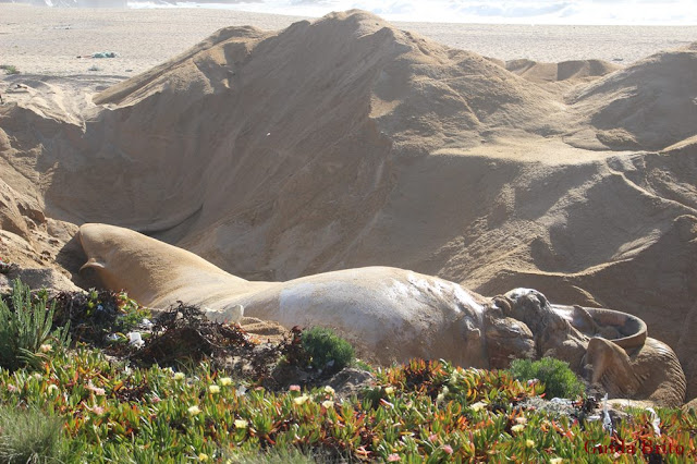 Baleia-comum morta, em praia de Sines