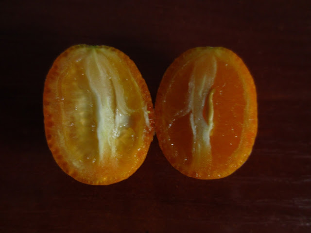 Кумкват Маргарита - плод в разрезе