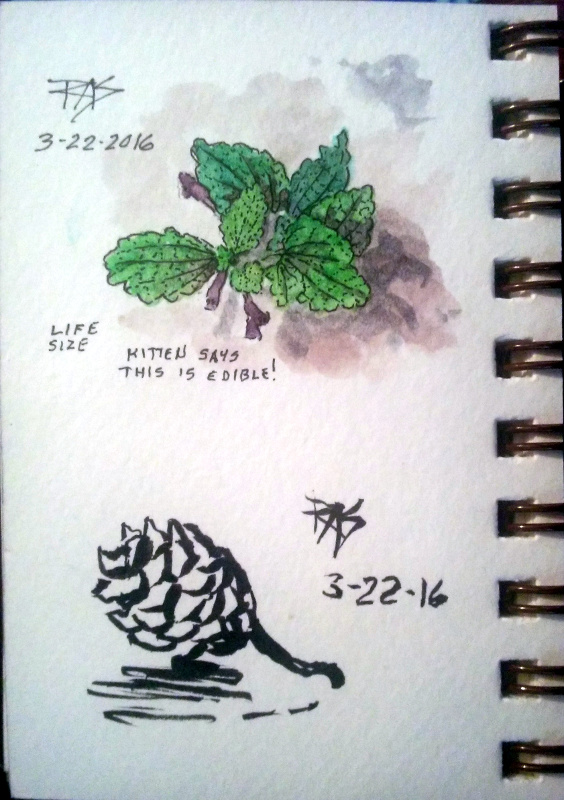 Rob's Daily Painting: Botanical Pen and Watercolor
