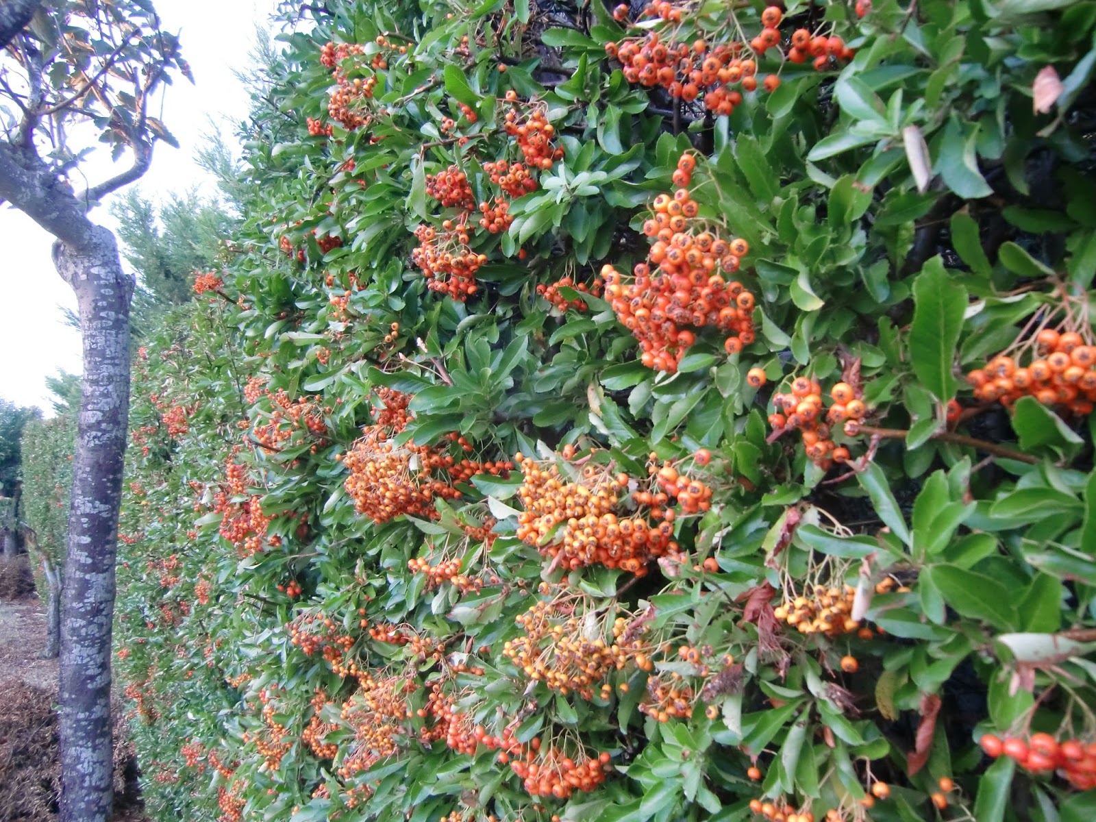 Plantas de Huerta Otea, Salamanca Piracanta, espino de fuego