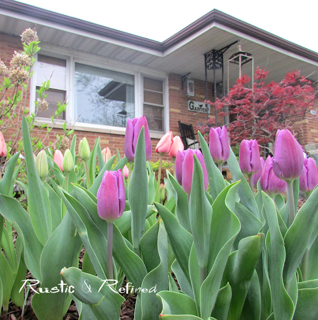 Purple tulips