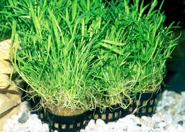 7 Jenis Tanaman Aquascape Tanpa Co2 Perawatan Mudah Harga Murah