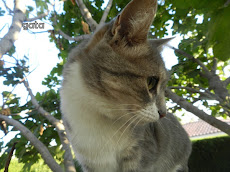 gata1.jpg