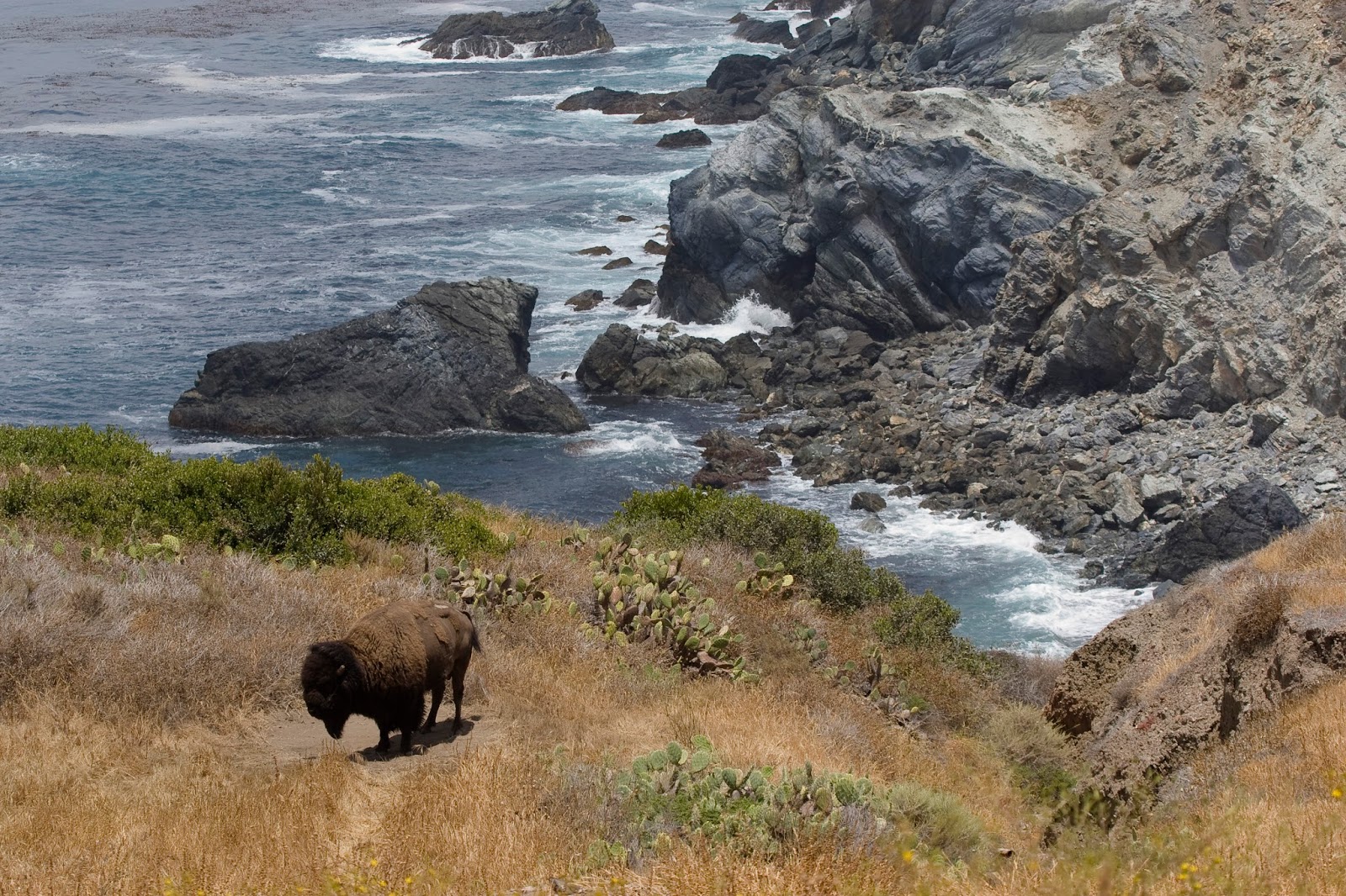 bison excursion catalina island