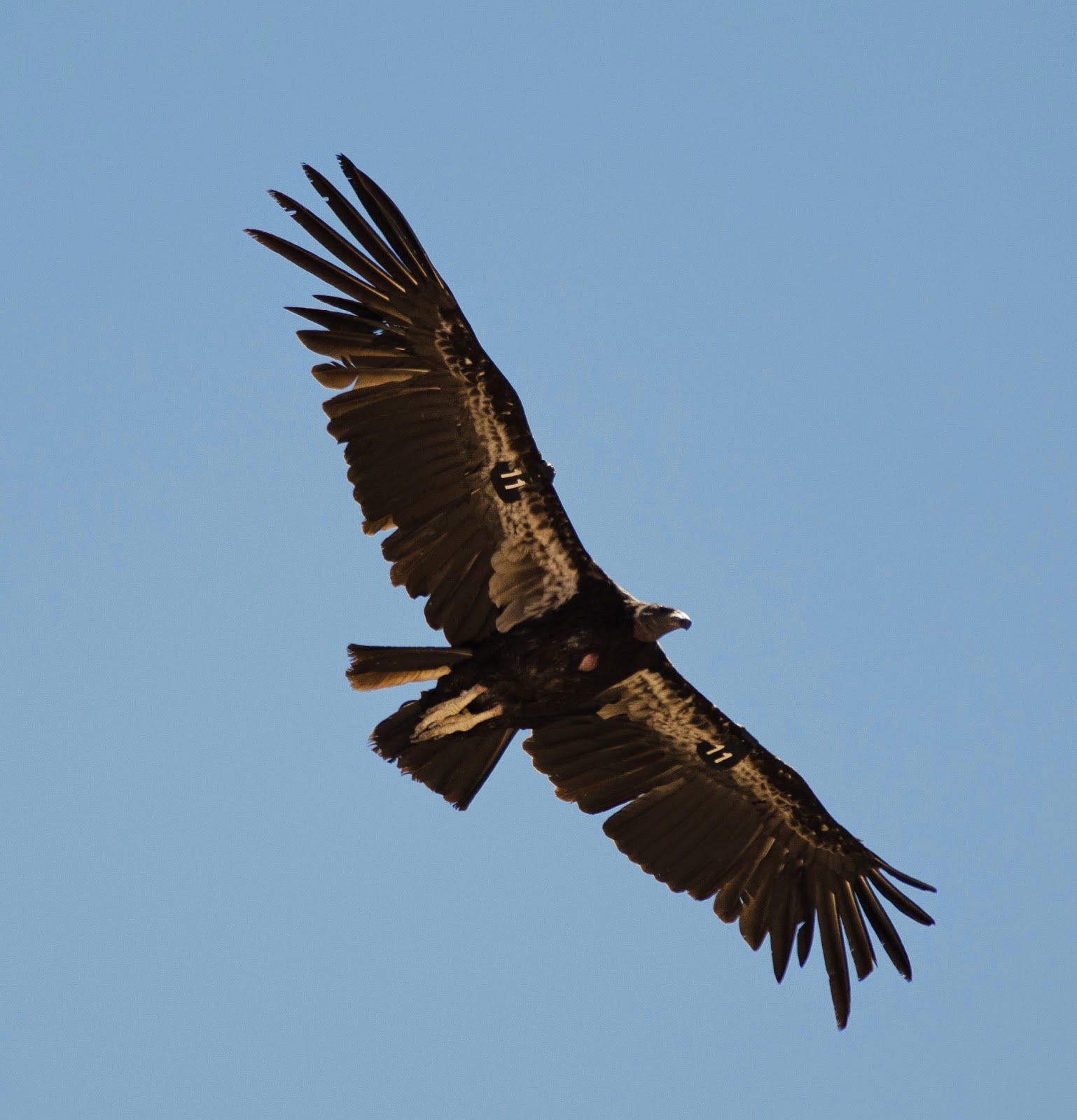 Gordon's Birding Adventures The Flight of the Condor