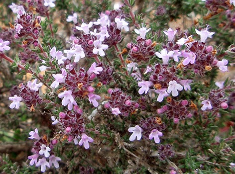 Tomillo de invierno (Thymus hyemalis)