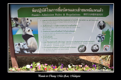 panda, giant panda, giant panda conservation center, giant panda forest, panda river safari singapore zoo, panda zoo negara malaysia, panda chiangmai zoo thailand, panda wwf
