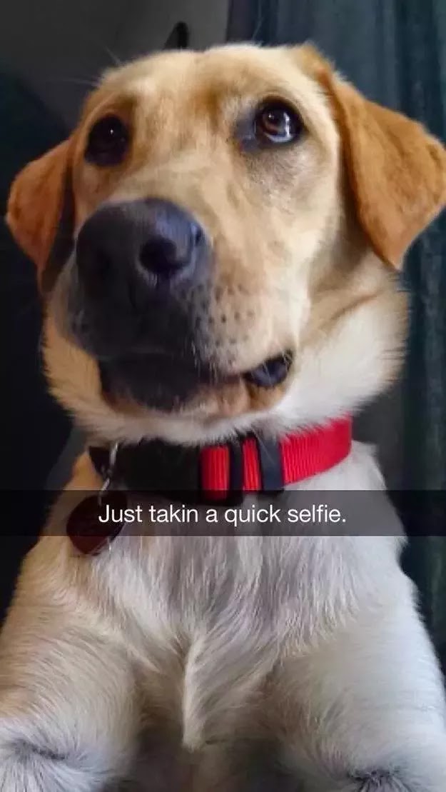 A Good Dog With Older Dogs And Cats A Good Dog With Older Dogs And Cats