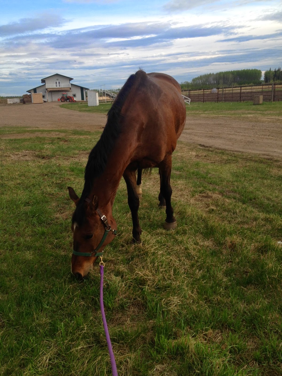 The Imperfectly Perfect Horse Trot sets, Rollbacks, and Schooling