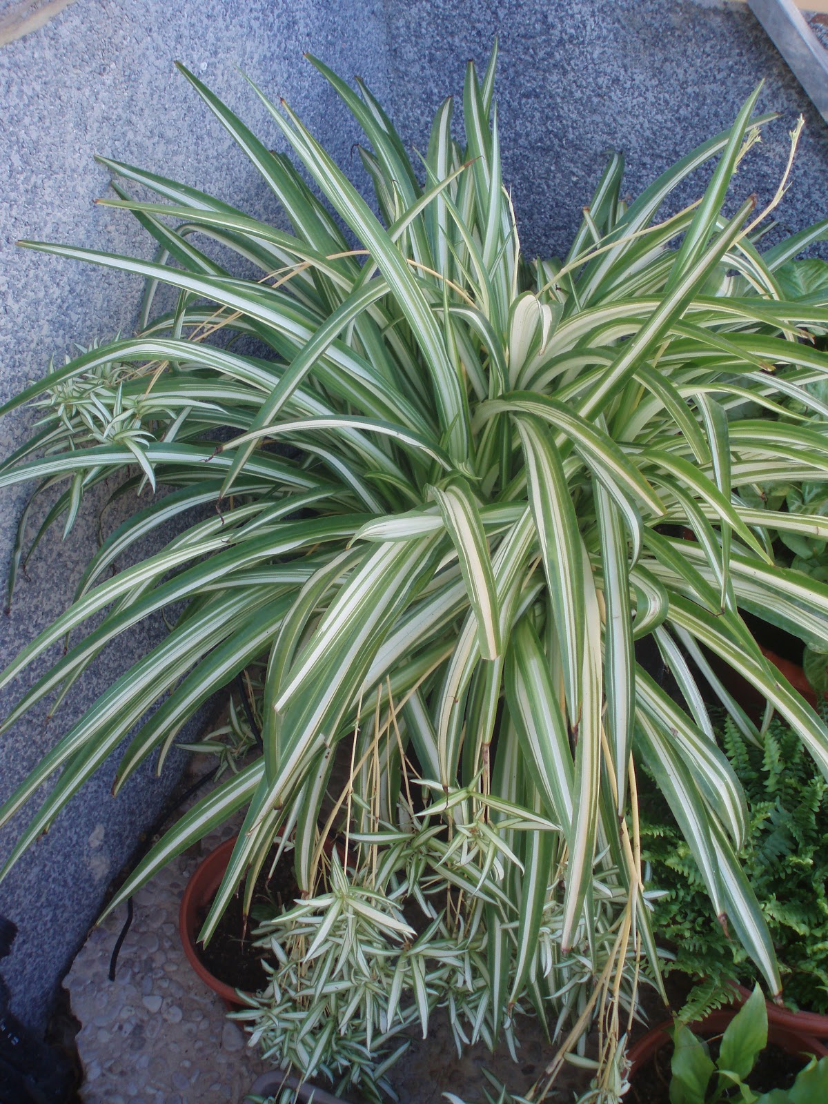 Crear un Jardín Cinta (Cholorophytum comosum)