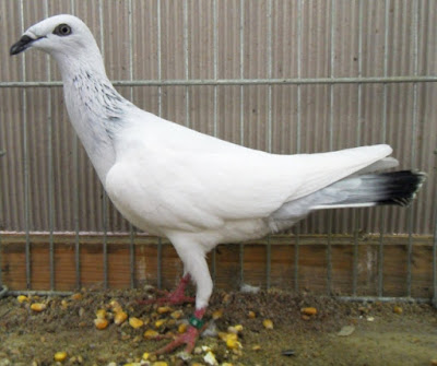 Polish Long-Faced Tumbler - tumbler pigeons