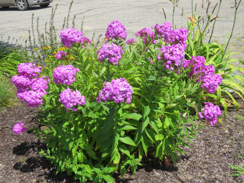 garden phlox